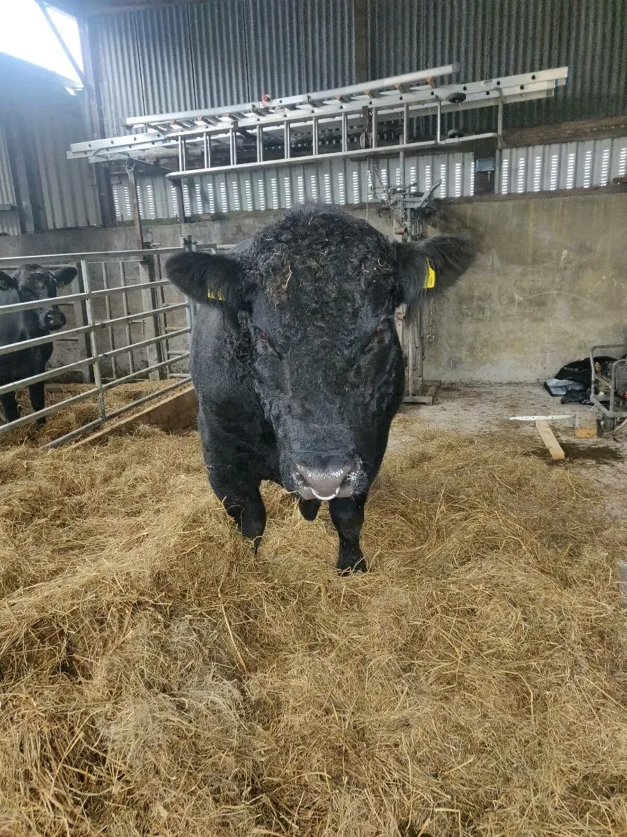 AA Bull - Image 3