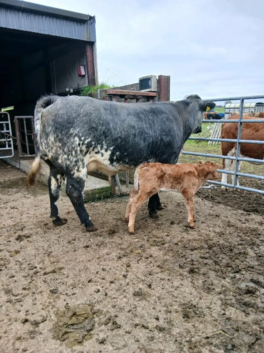 Heifer and roane heifer calf - Image 2