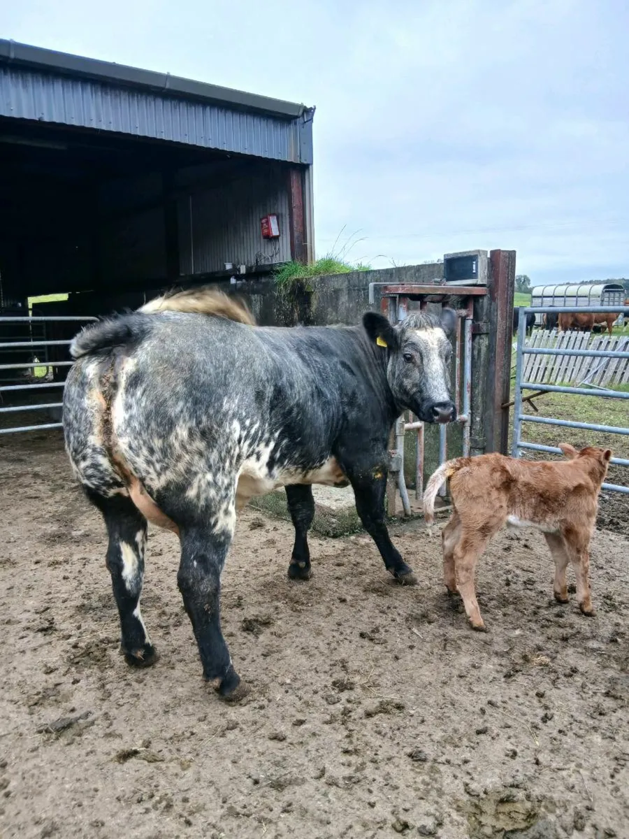 Heifer and roane heifer calf - Image 1