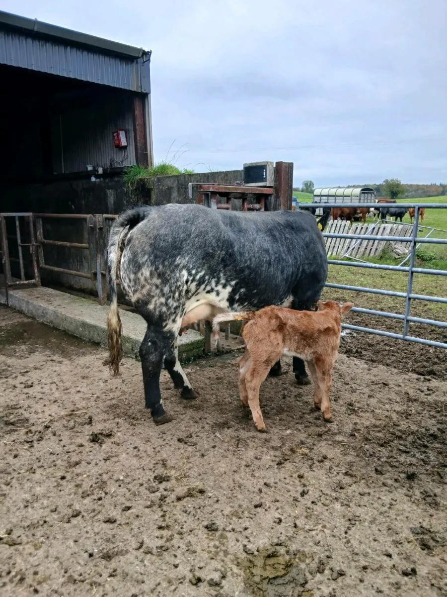 Heifer and roane heifer calf - Image 3