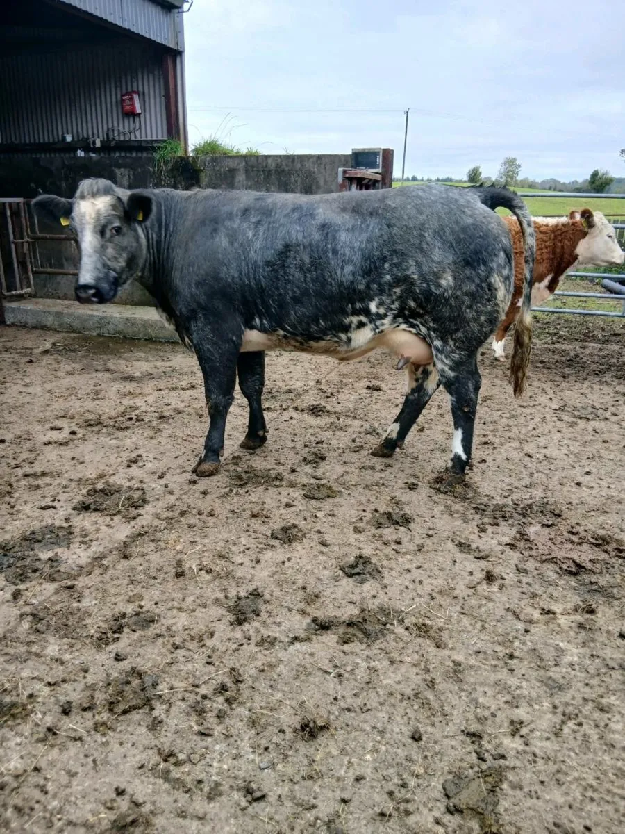 Heifer and roane heifer calf - Image 4