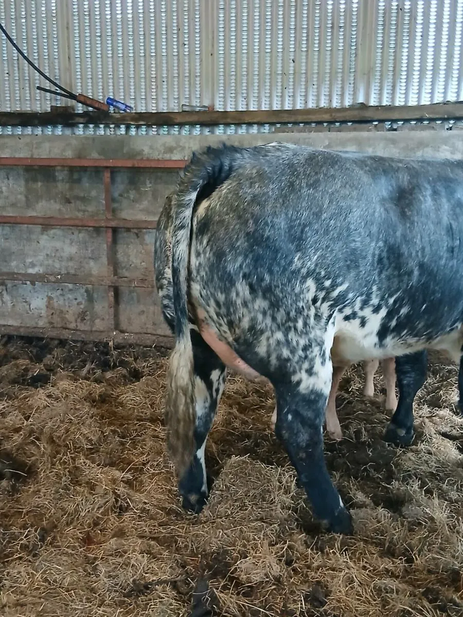 Blue Heifer - Image 2