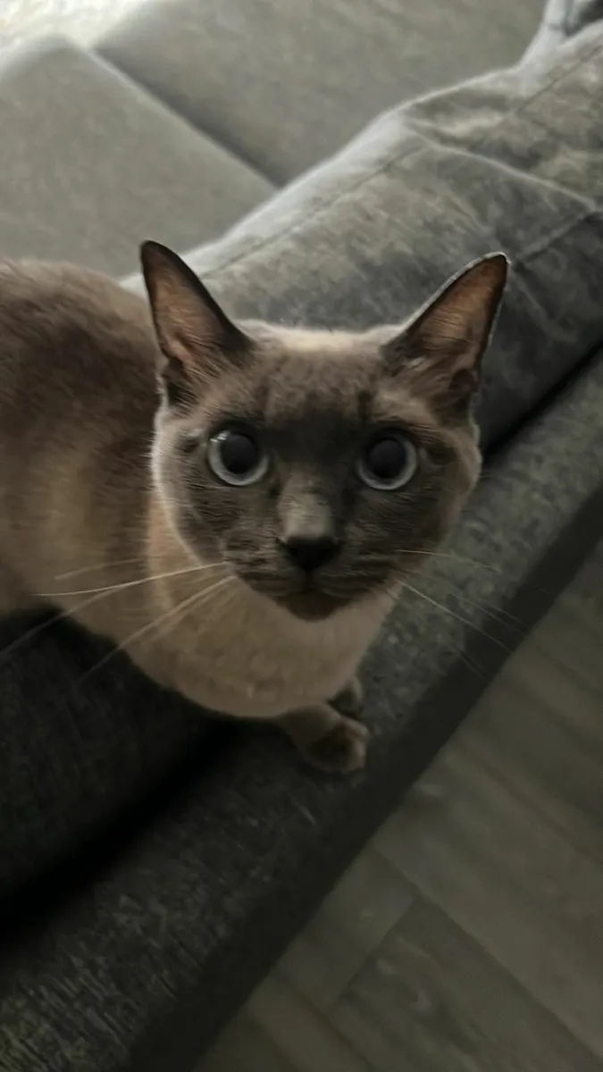 Siamese Cats - Image 2