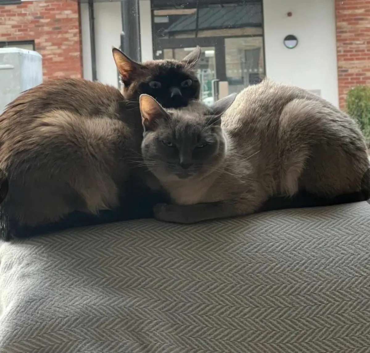 Siamese Cats - Image 3
