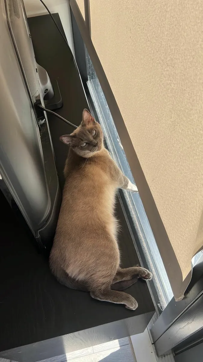 Siamese Cats - Image 4
