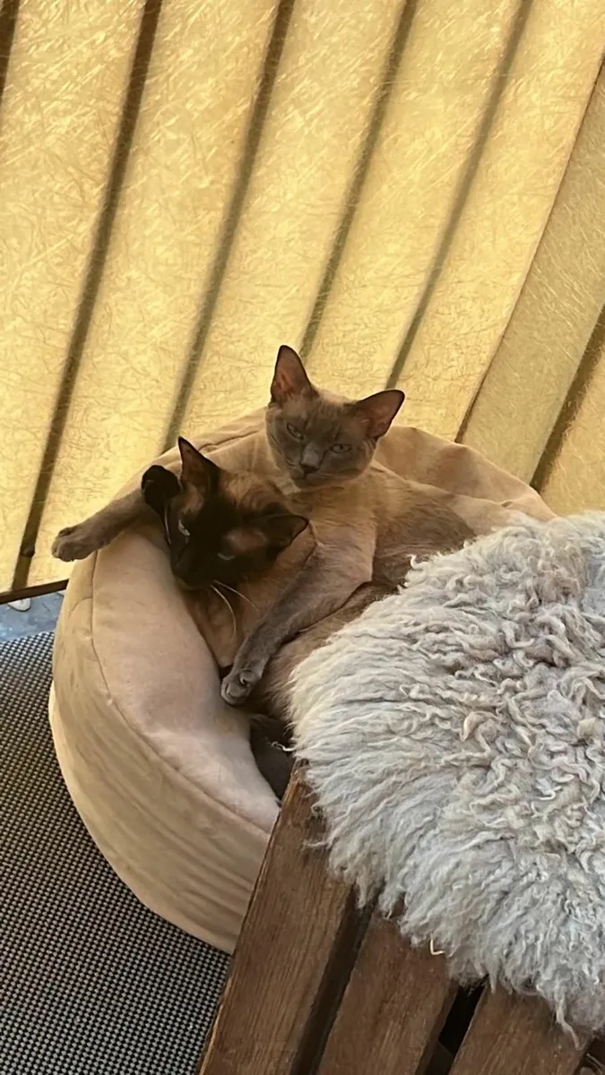 Siamese Cats - Image 1