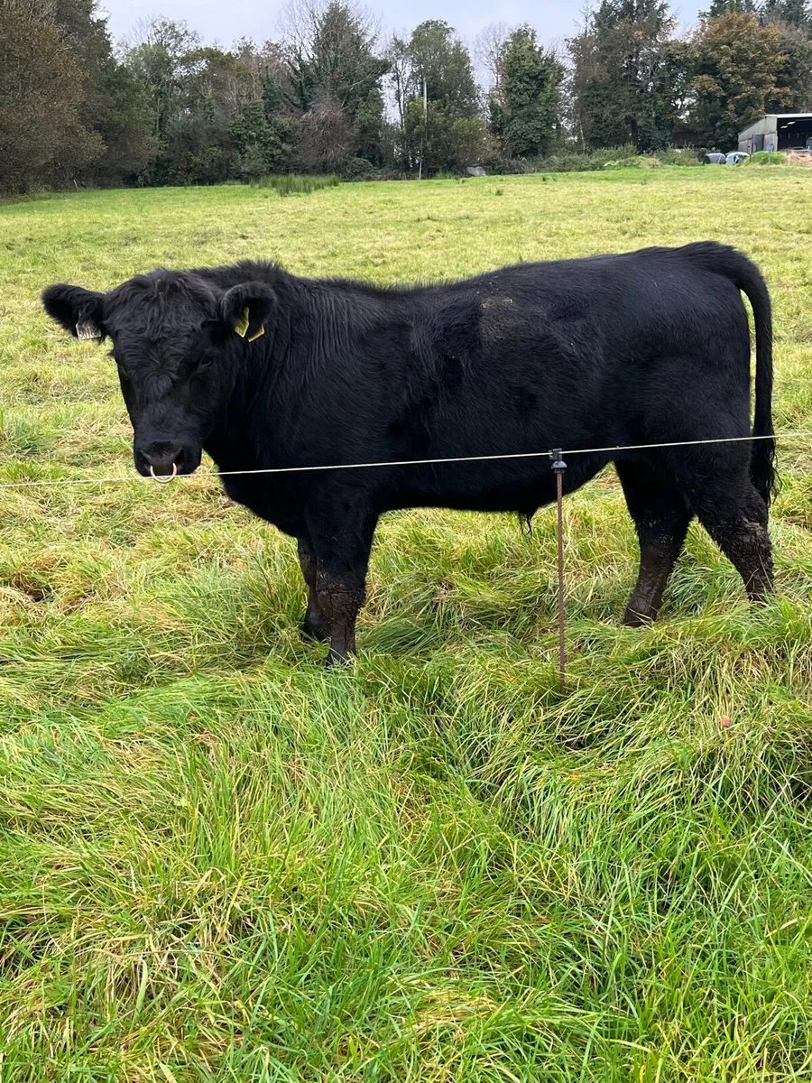 Pedigree Angus Bulls - Image 2