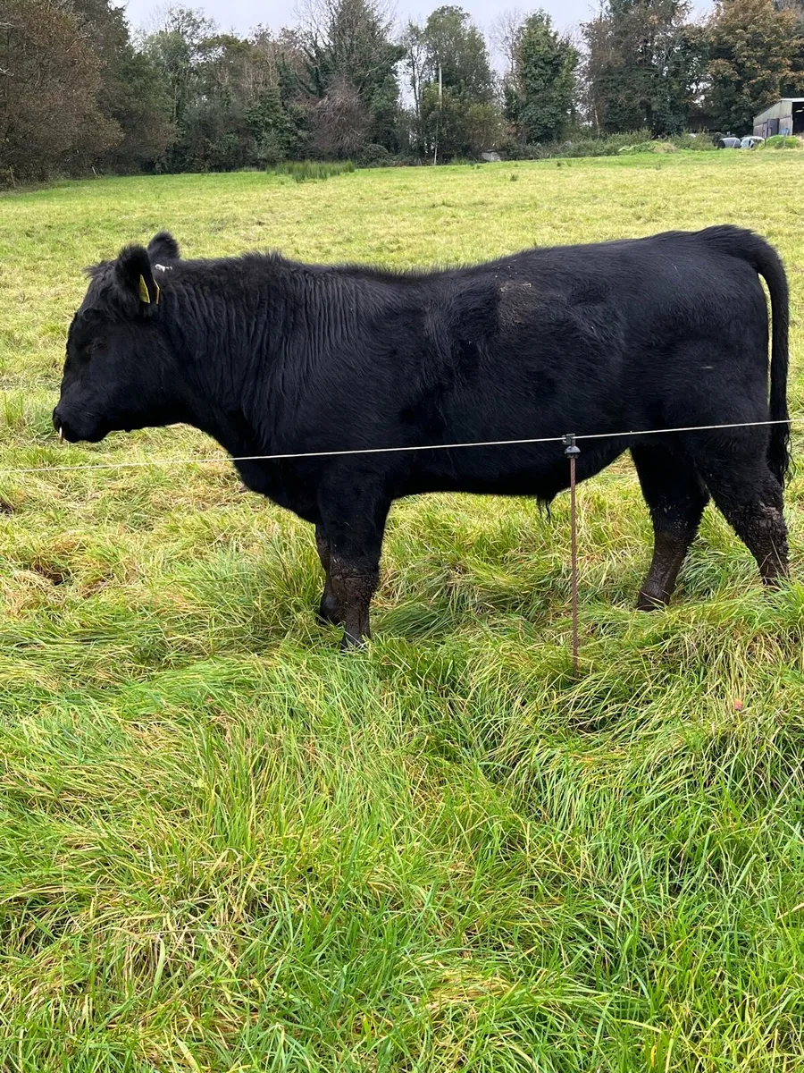 Pedigree Angus Bulls - Image 3