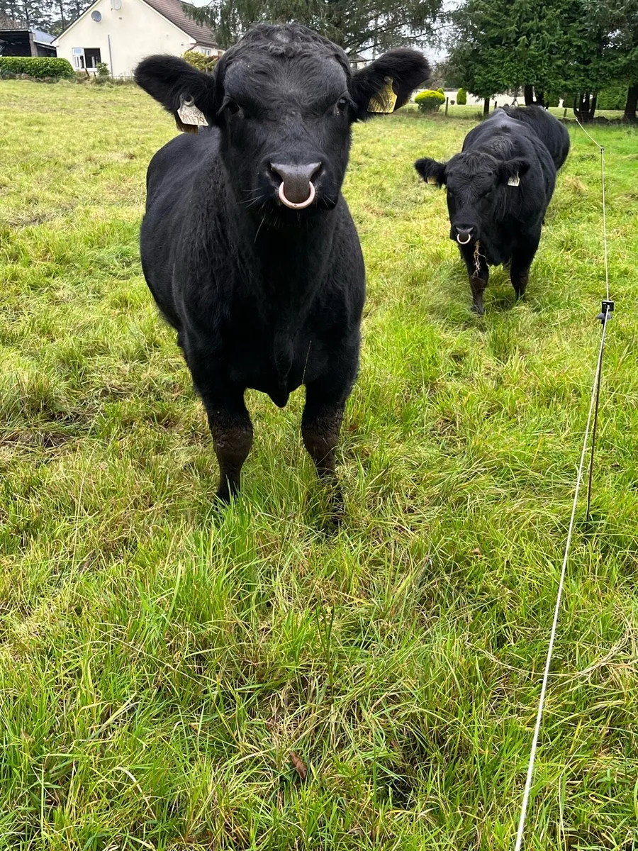 Pedigree Angus Bulls - Image 4