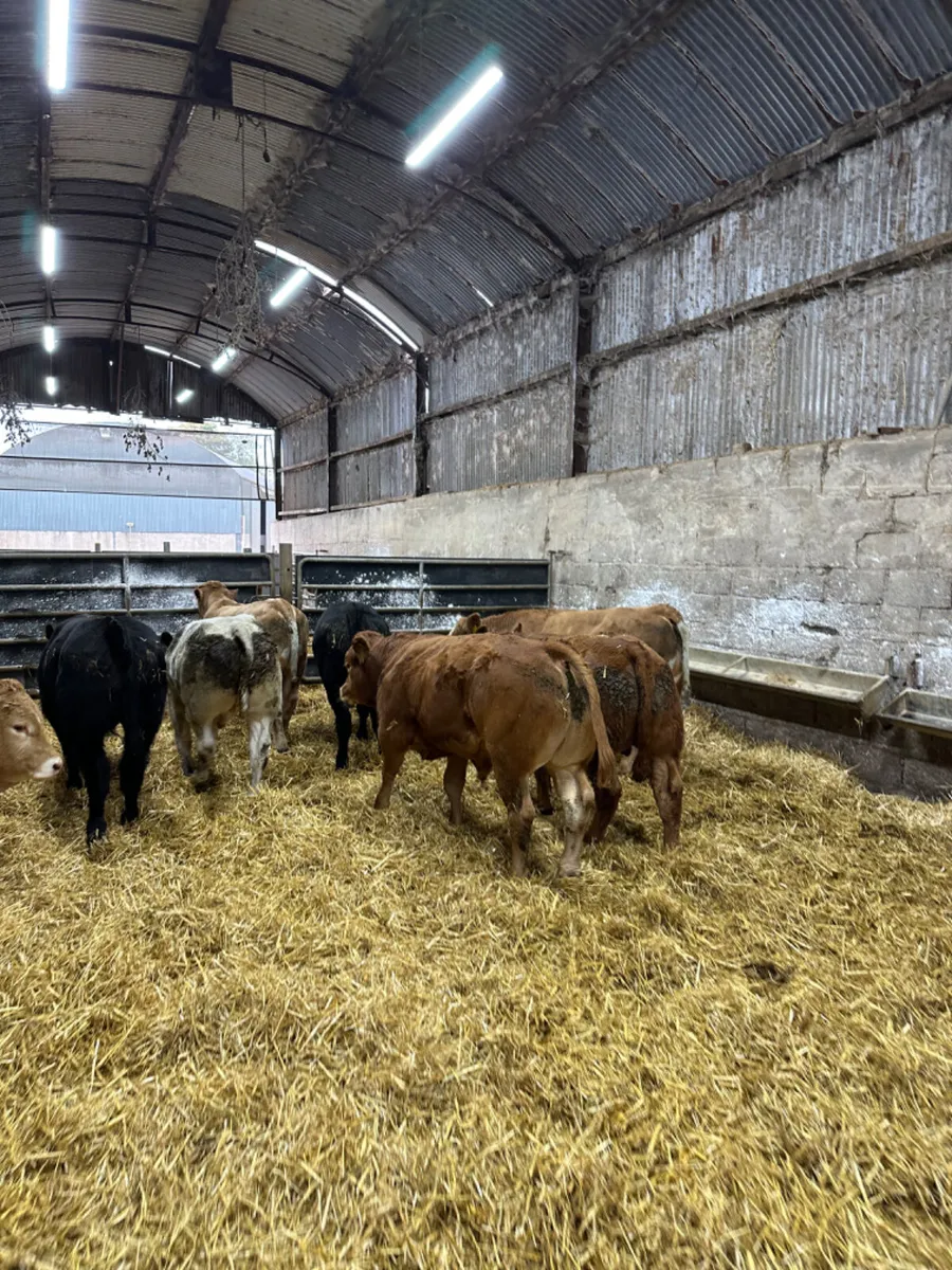 U and E grade bulls - Image 1