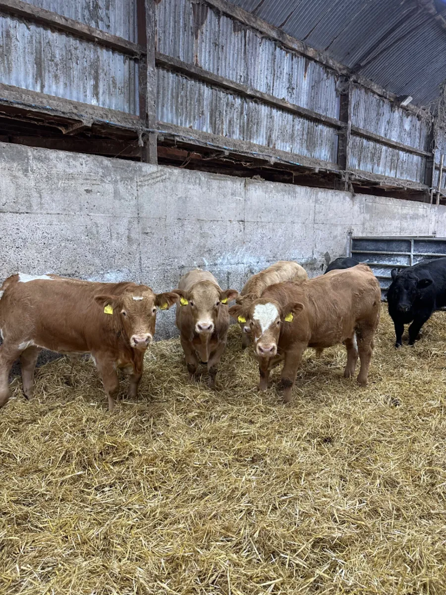 U and E grade bulls - Image 3