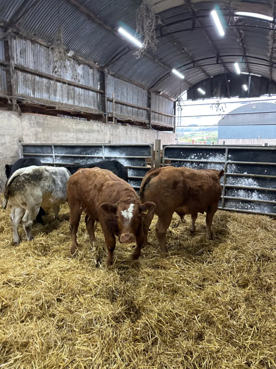 U and E grade bulls - Image 2