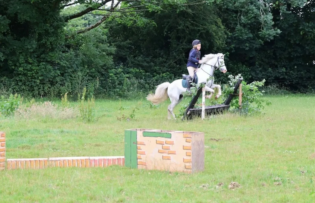 Pony - Image 2