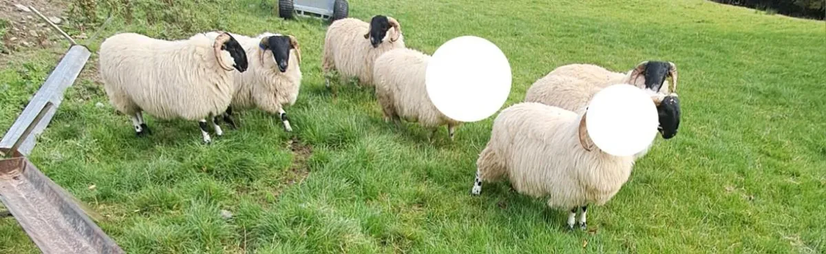 🔥Perth SIS approved horn ram lambs - Image 2