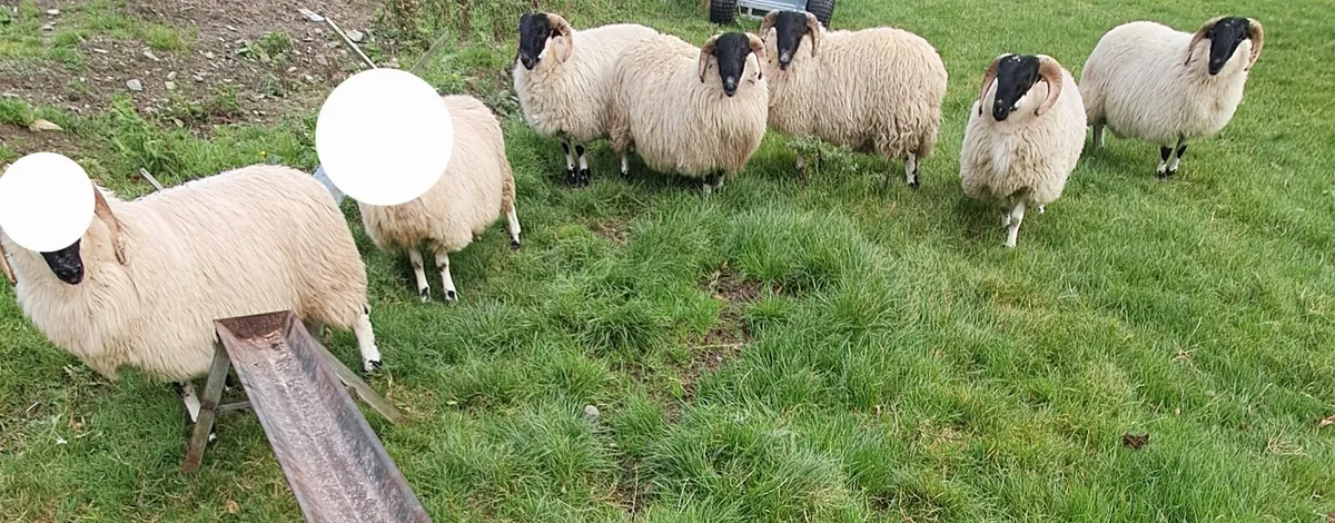 🔥Perth SIS approved horn ram lambs - Image 3