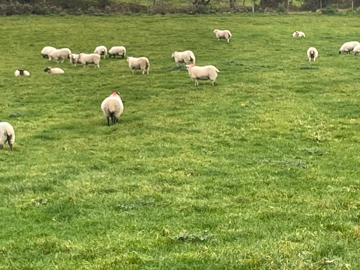 Sheep - Image 1