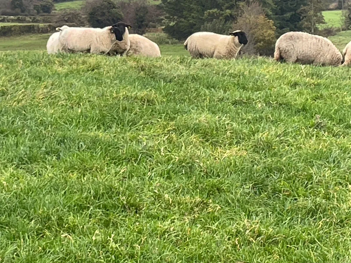 Sheep - Image 2