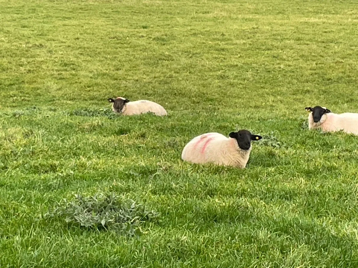Sheep - Image 3