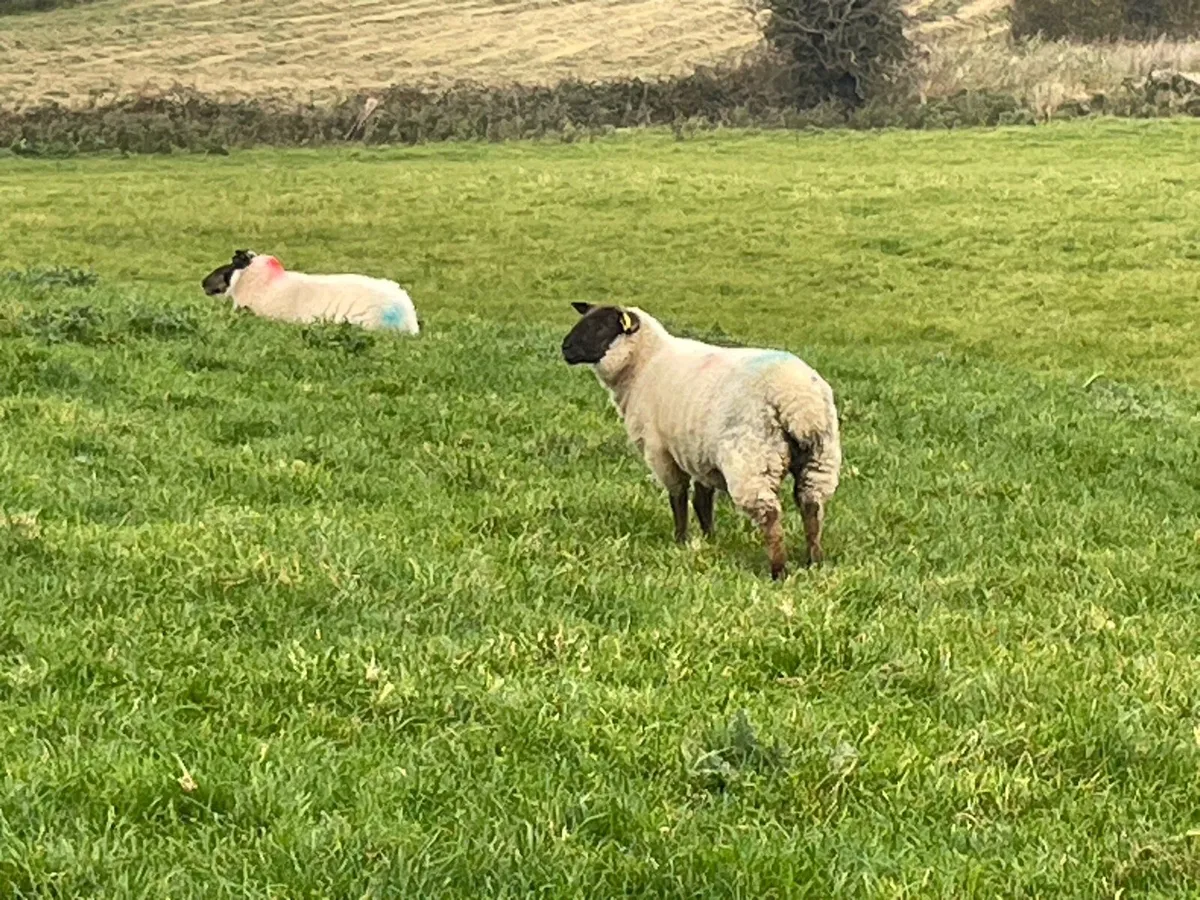 Sheep - Image 4