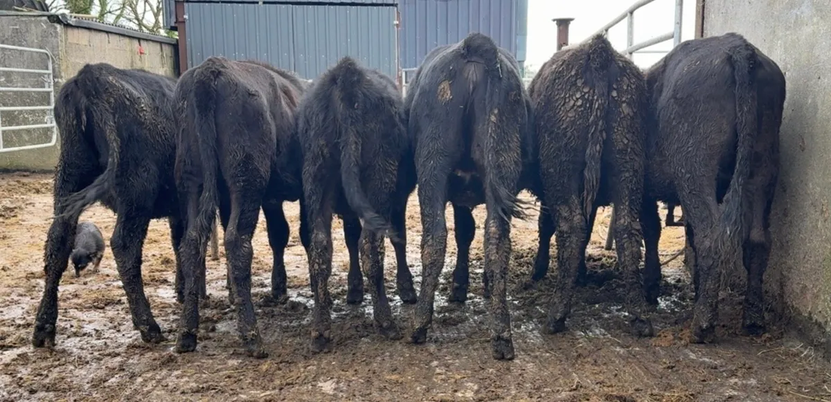 6 super heifers - Image 1