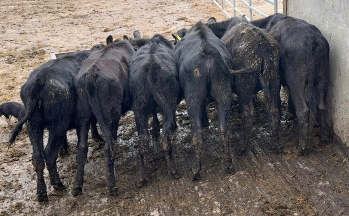 6 super heifers - Image 2