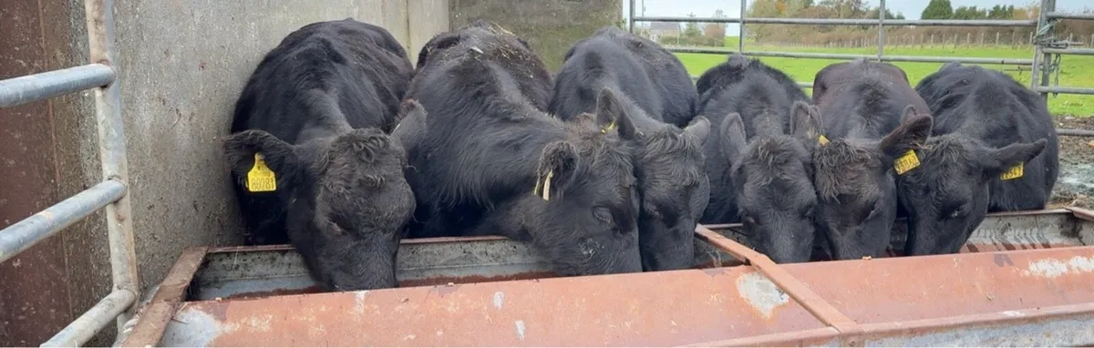 6 super heifers - Image 3