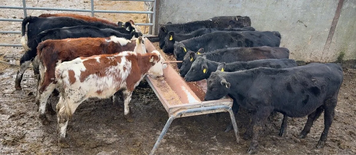 6 super heifers - Image 4