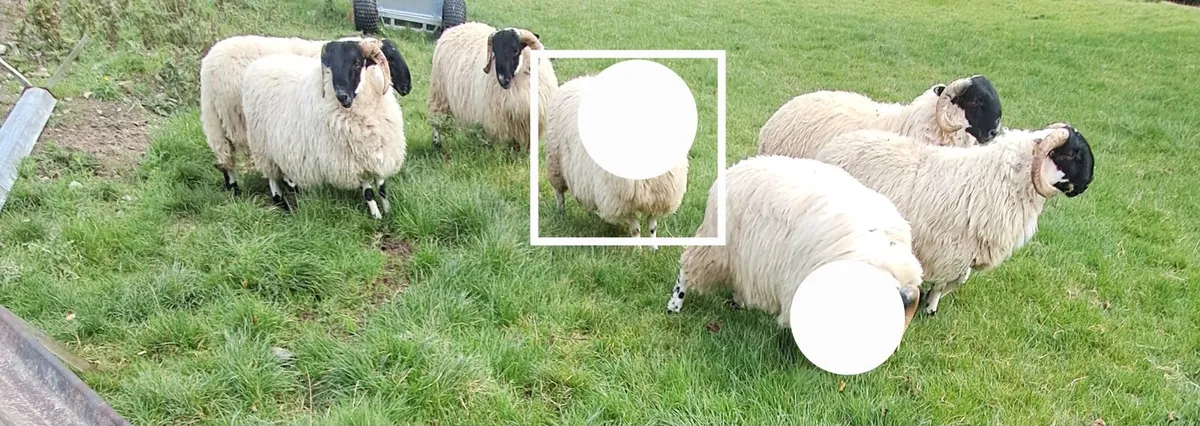 🔥Perth SIS approved horn ram lambs - Image 1