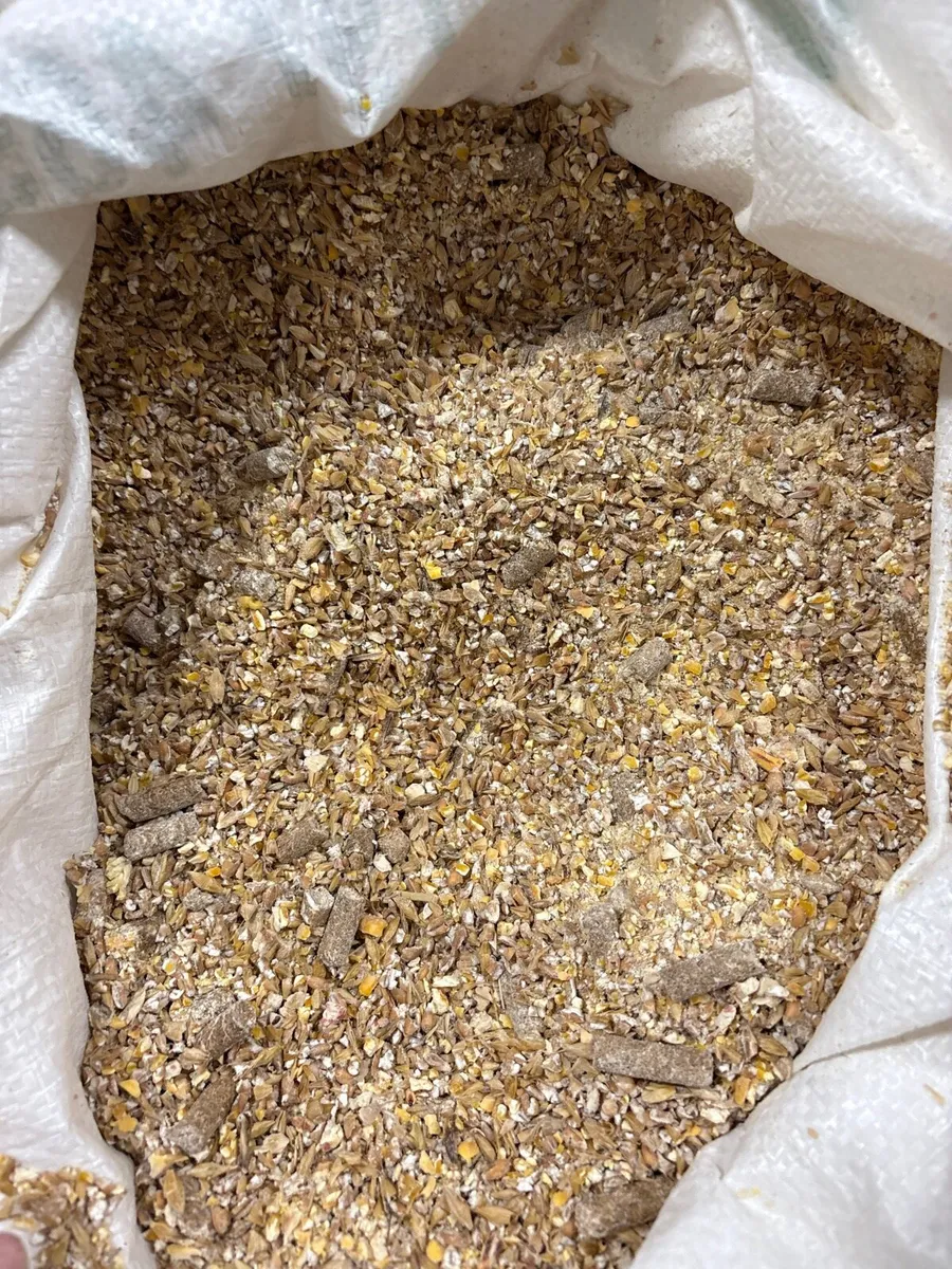 Cattle Ration Beef/stores