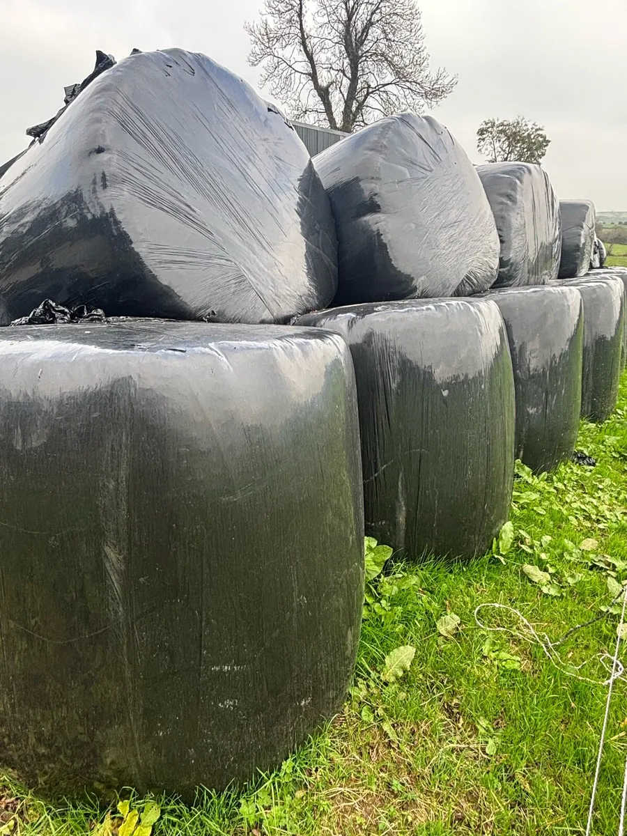 Silage bales - Image 2