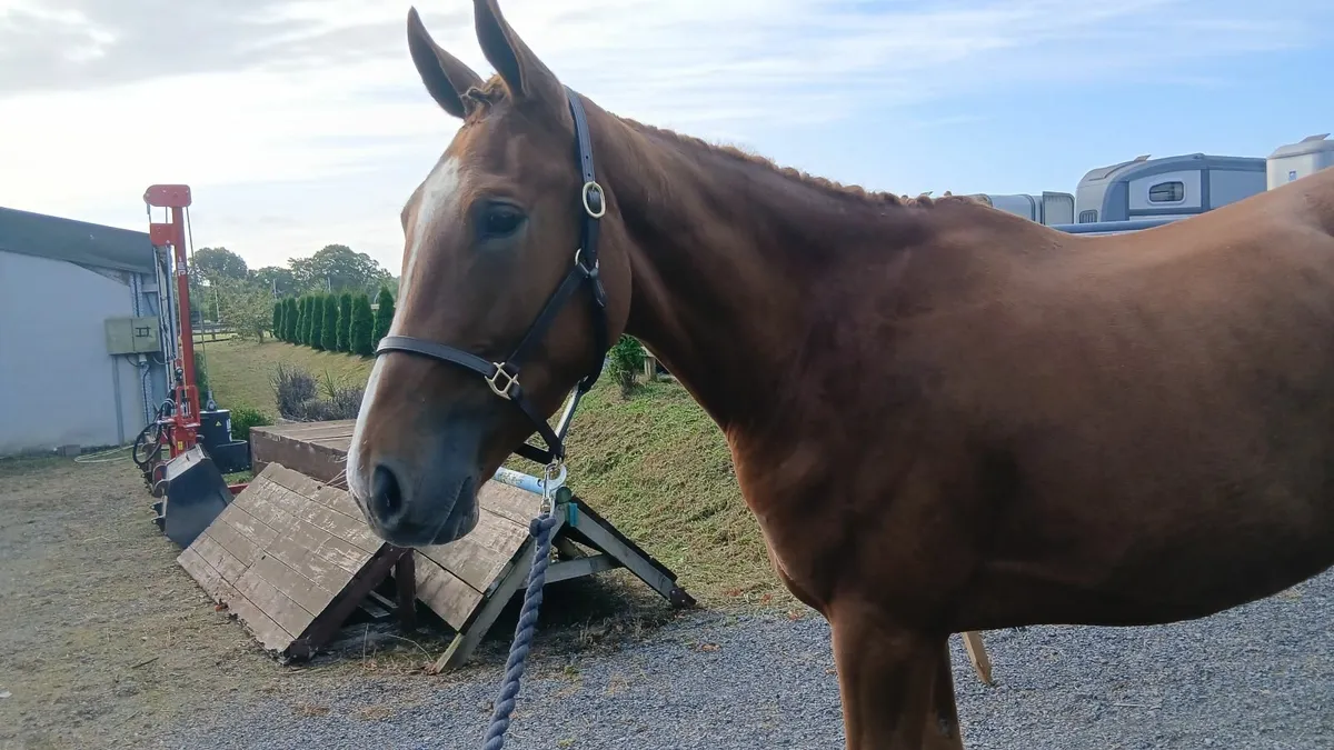 Horse