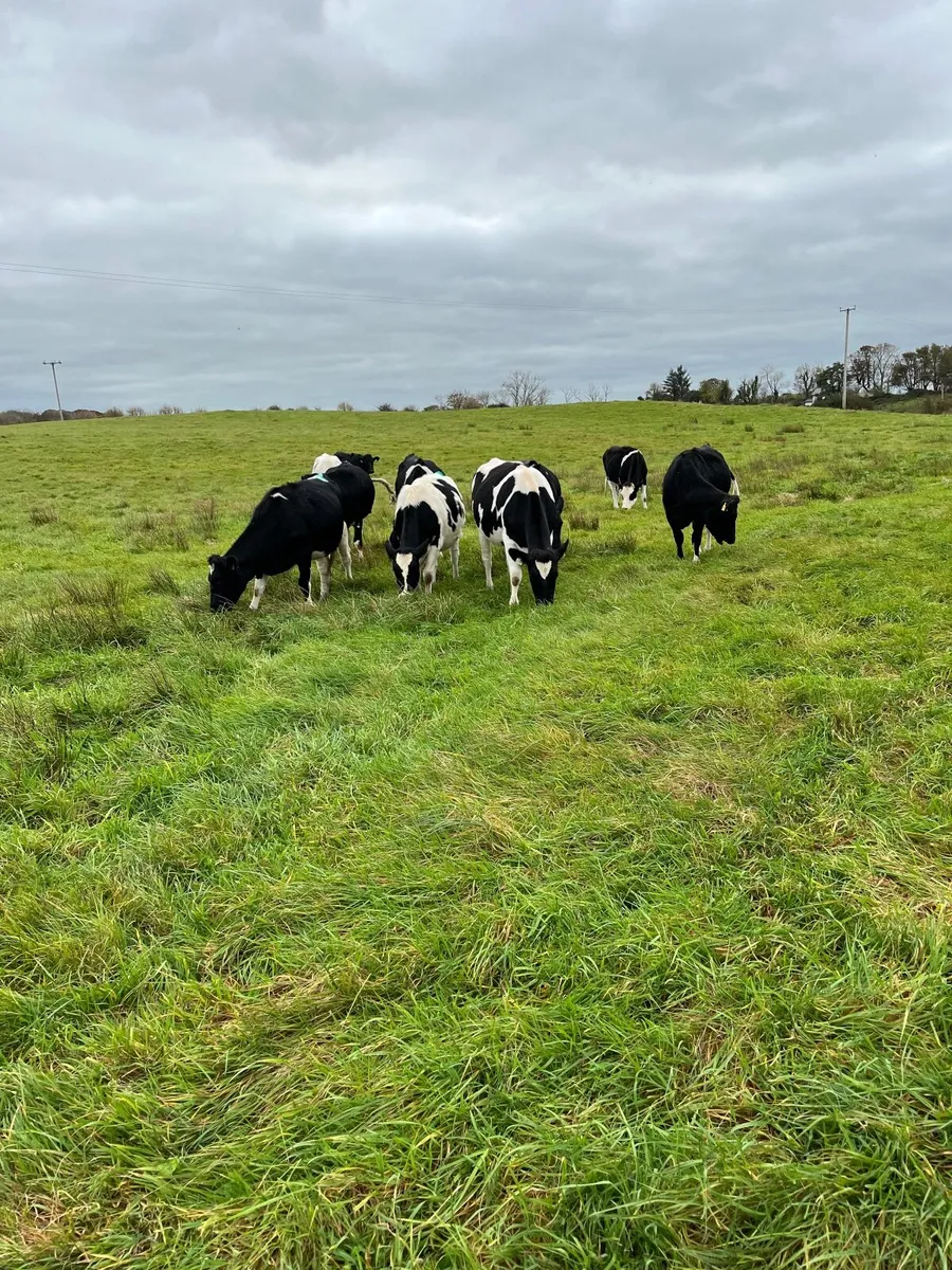 In Calf Dairy Heifers - Image 1