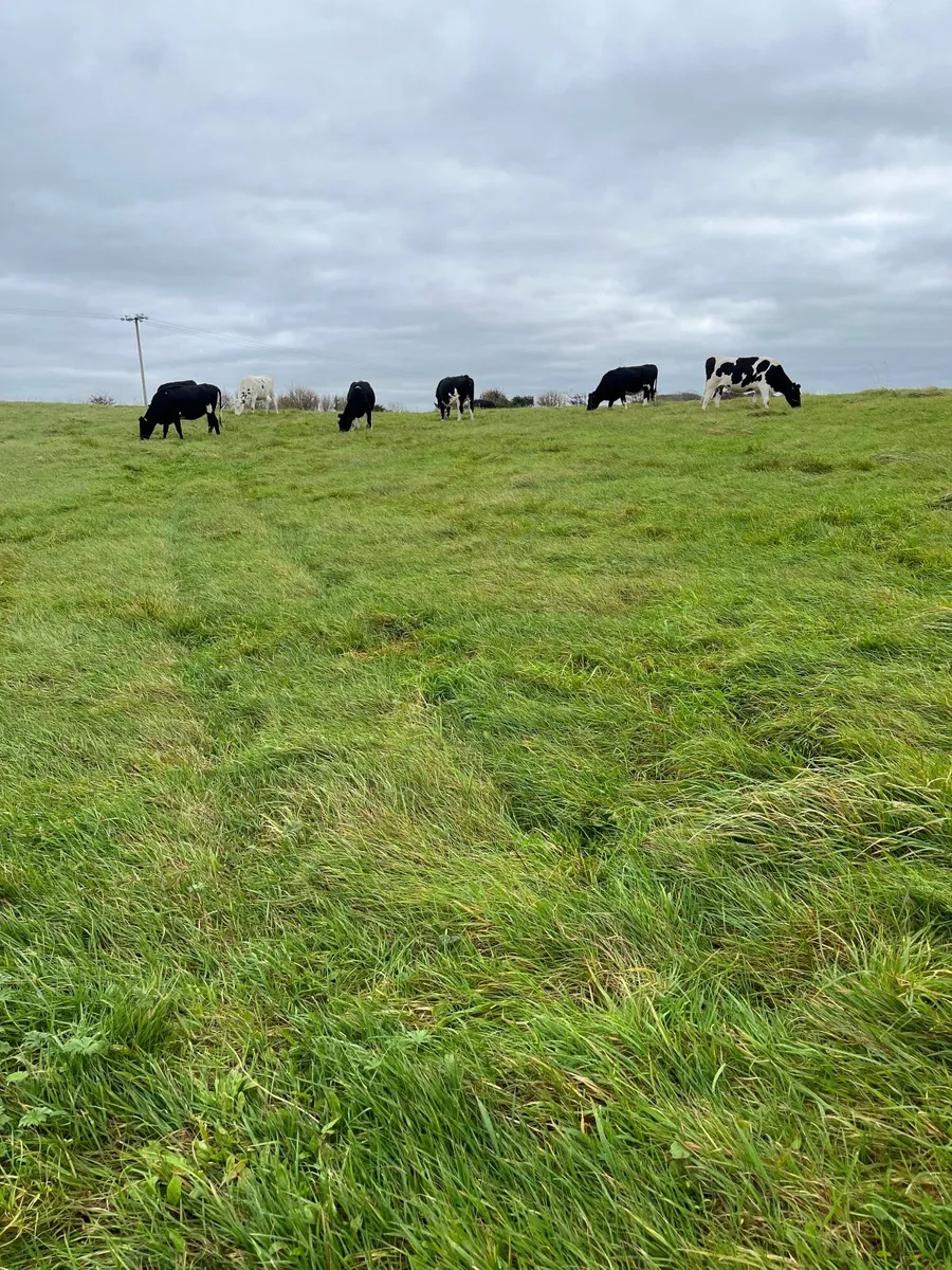 In Calf Dairy Heifers - Image 2
