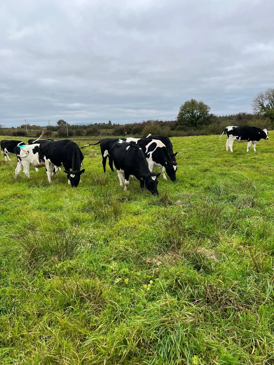 In Calf Dairy Heifers - Image 3