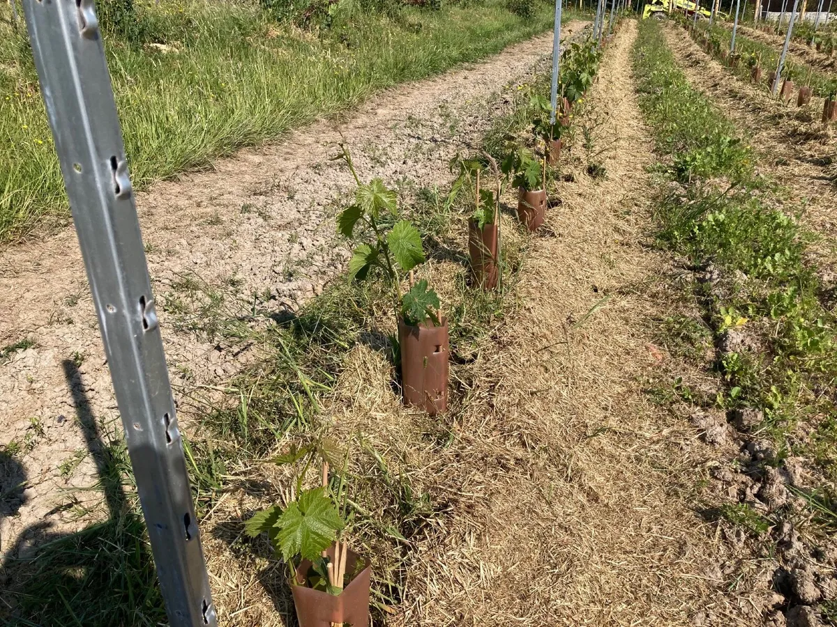 Vines - Image 1