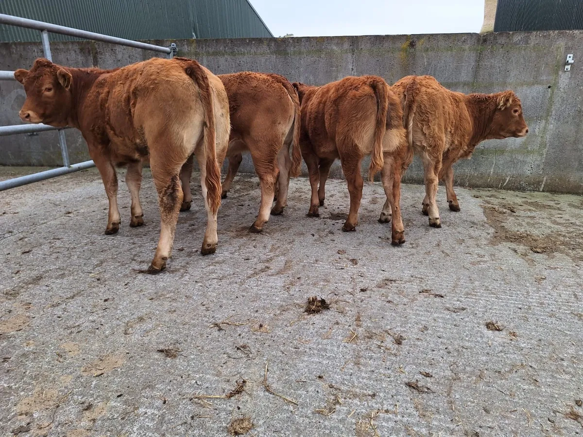 Top Quality LM heifers - Image 1