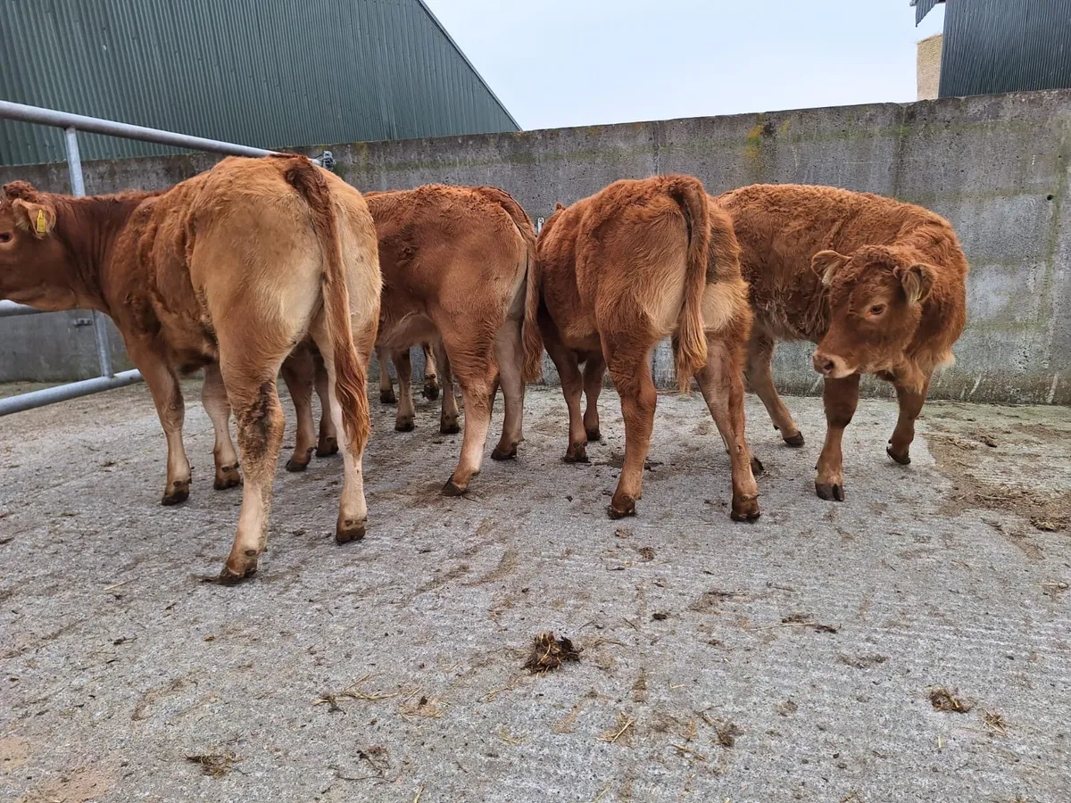 Top Quality LM heifers - Image 2