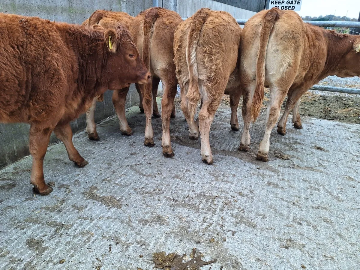 Top Quality LM heifers - Image 3