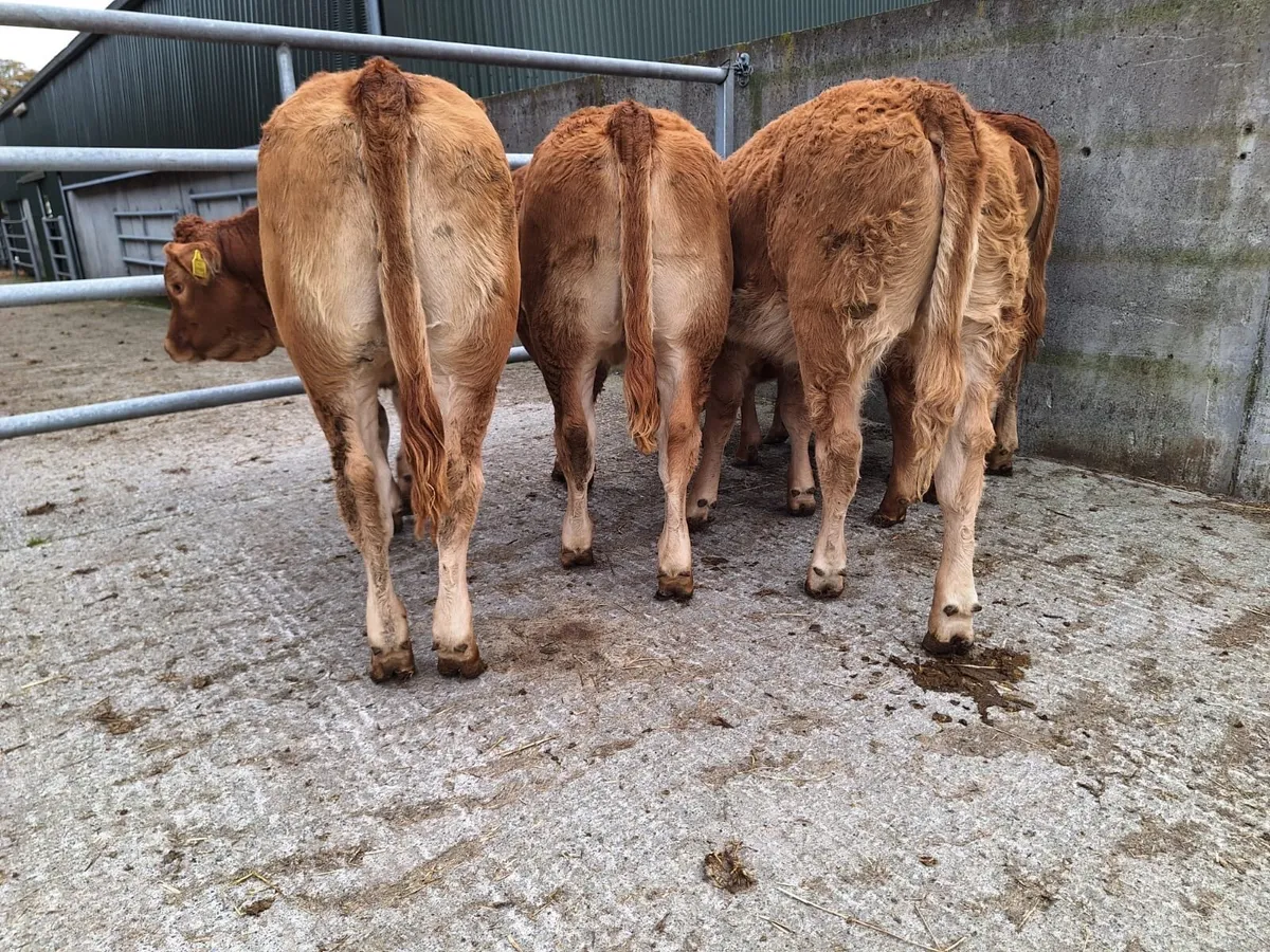 Top Quality LM heifers - Image 4
