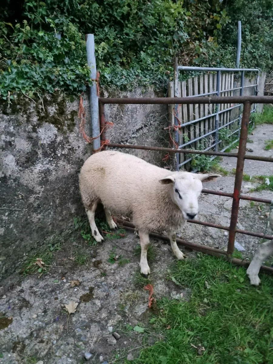 Ram - Image 1