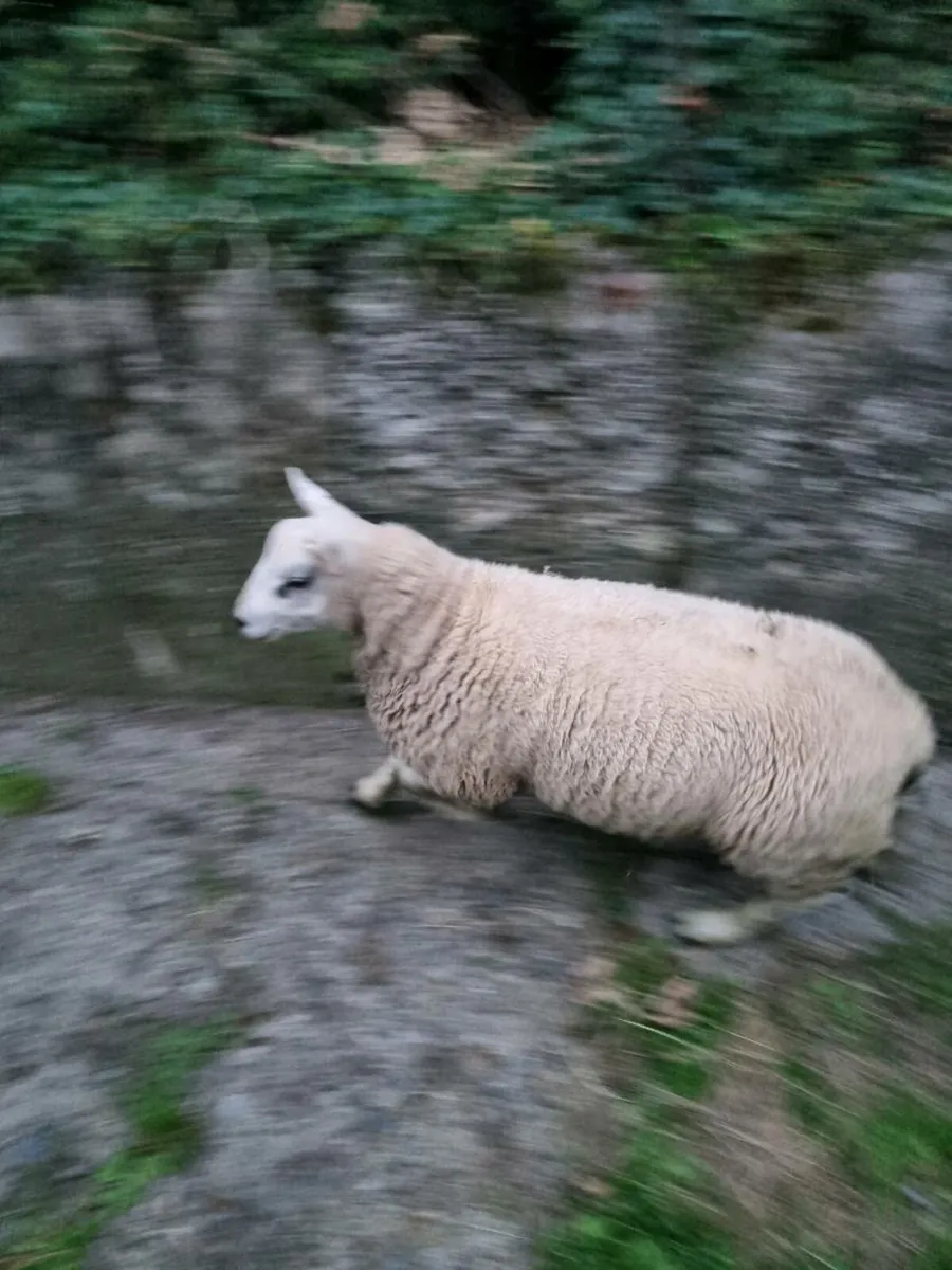 Ram - Image 2