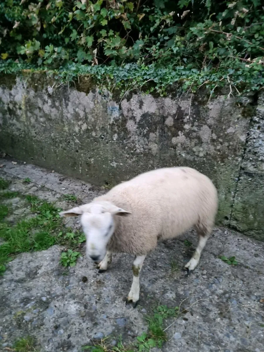 Ram - Image 3