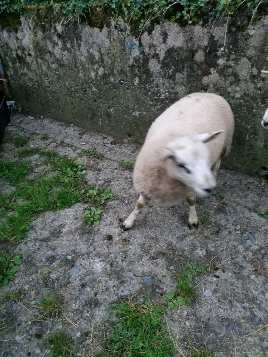 Ram - Image 4