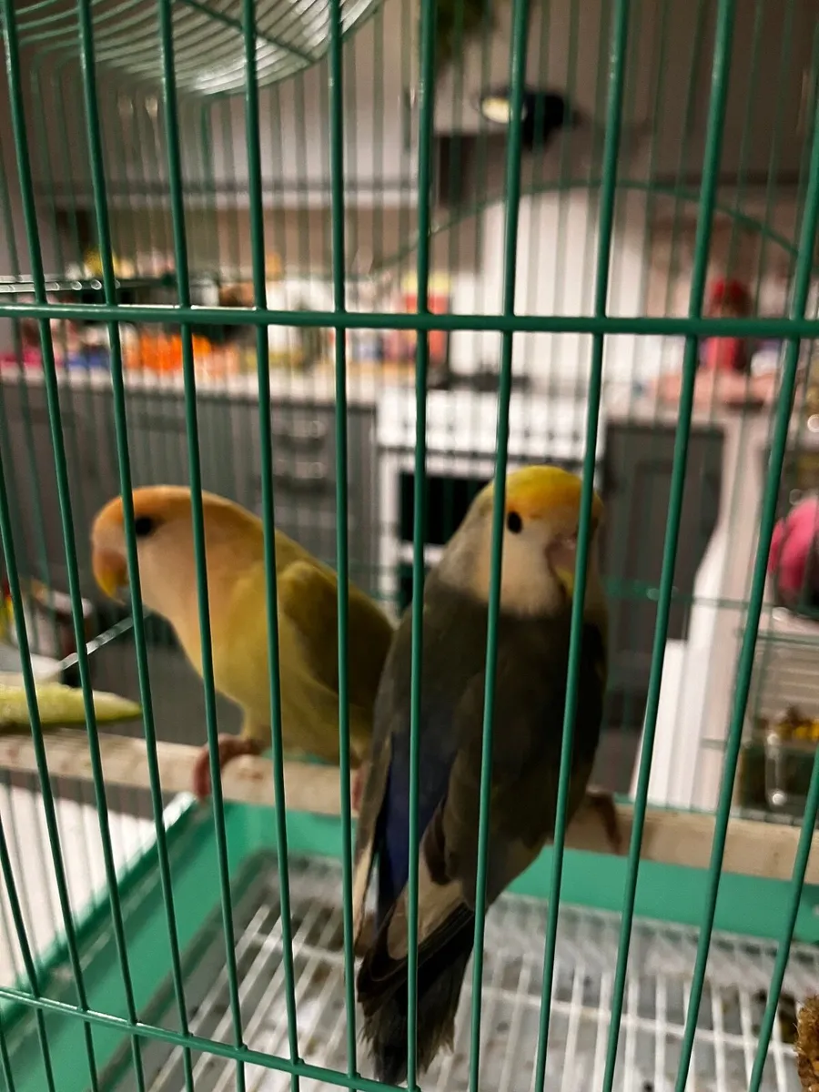Pair of love birds for sale - Image 1