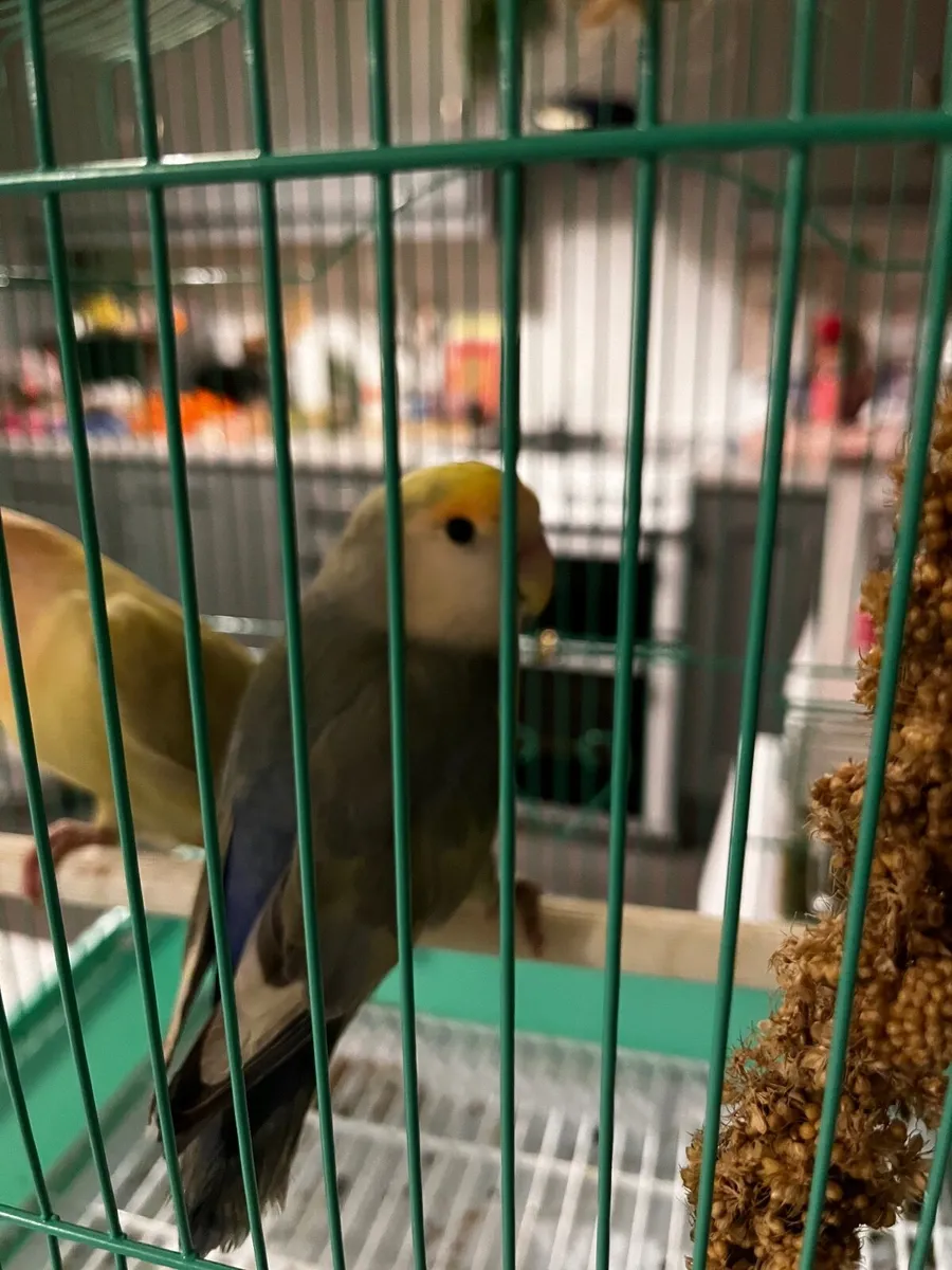 Pair of love birds for sale - Image 2