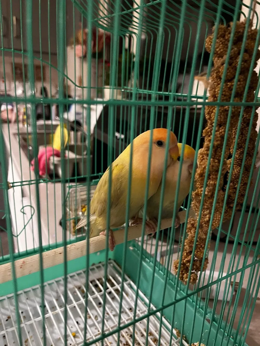 Pair of love birds for sale - Image 3