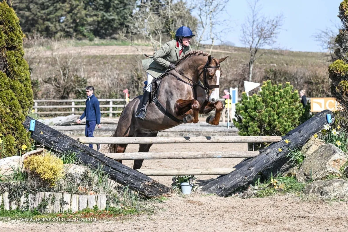 6 year old Rid chestnut gelding - Image 1