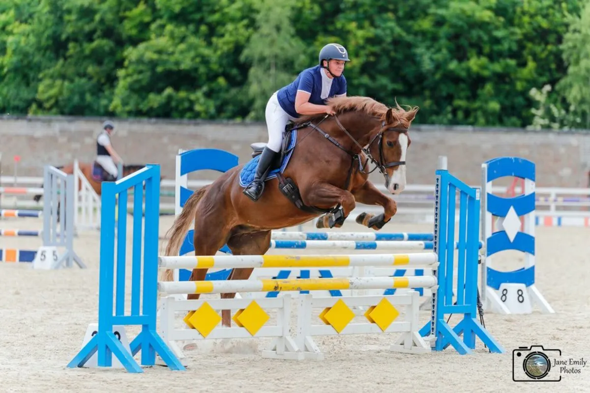 6 year old Rid chestnut gelding - Image 2