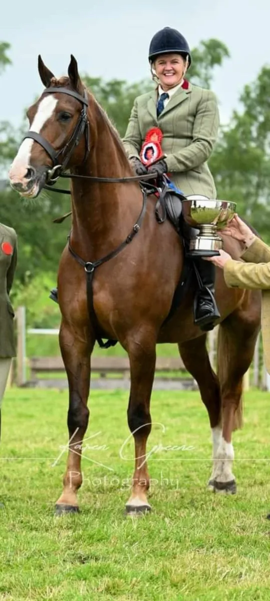 6 year old Rid chestnut gelding - Image 3