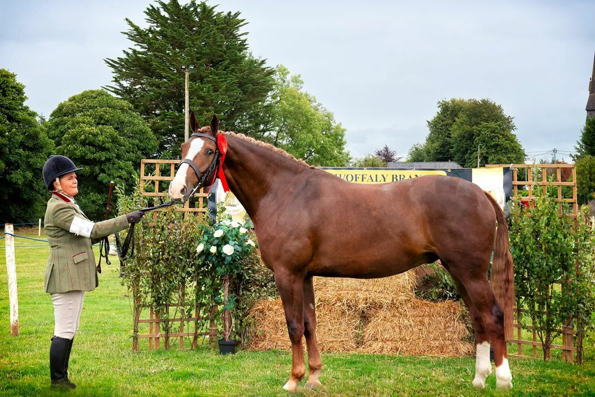 6 year old Rid chestnut gelding - Image 4